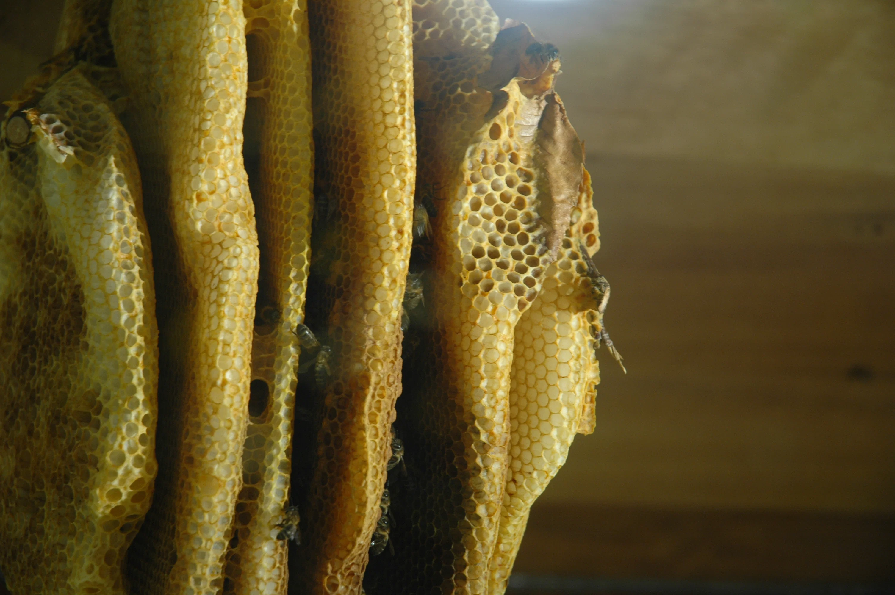 Panales de cera y abejas en el museo apícola